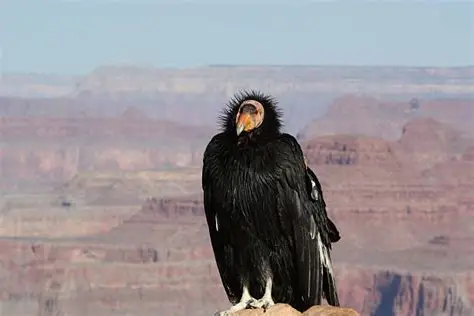 California condor perched on a rock with canyon cliffs in the background.