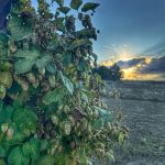Hop cones and green leaves climbing a wooden support at sunset.