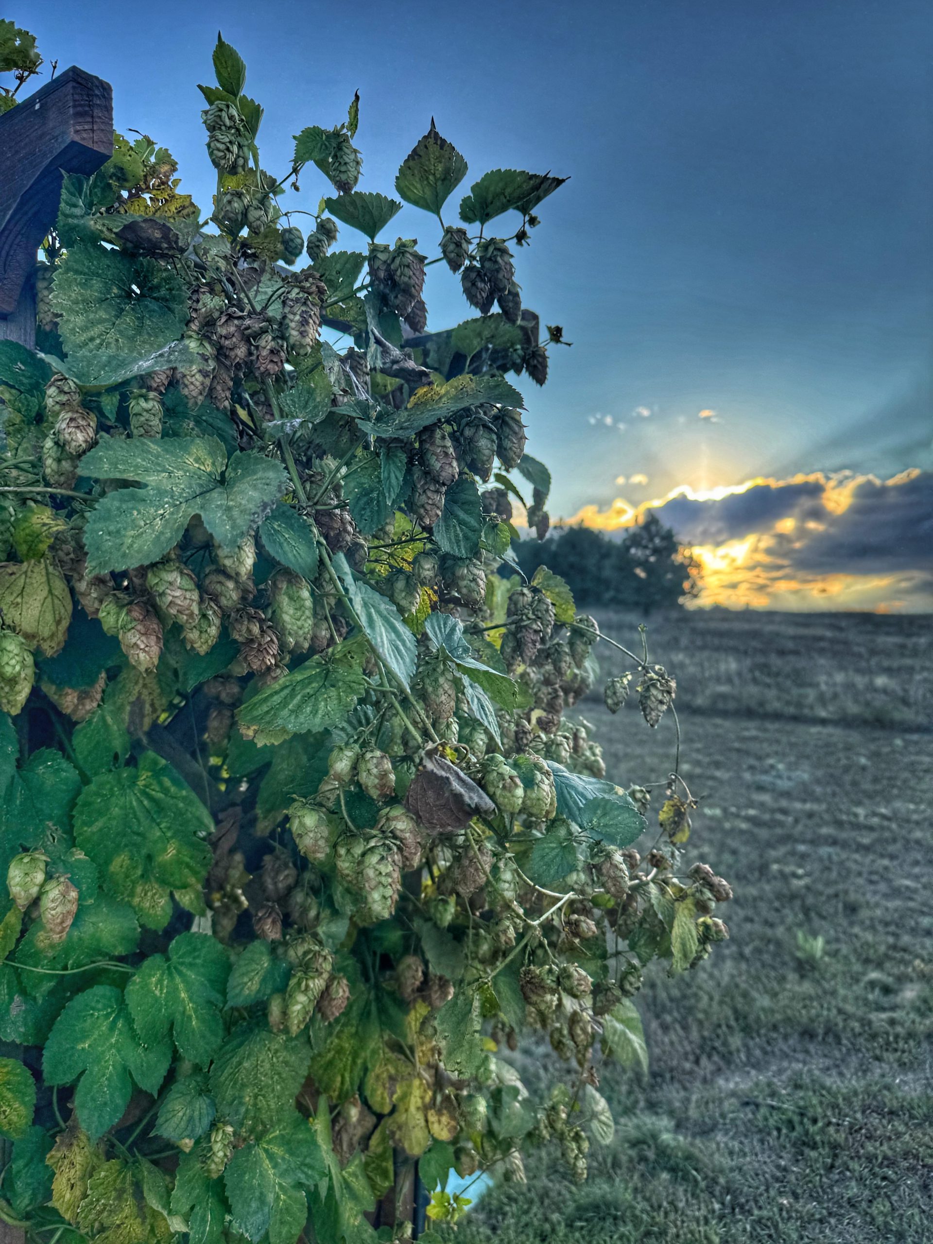 Hop cones and green leaves climbing a wooden support at sunset.