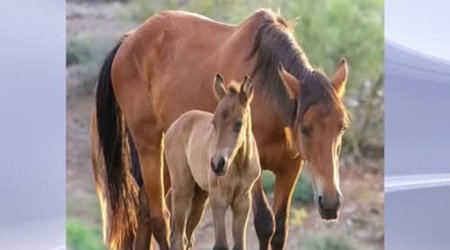 Thunder, a Salt River wild horse foal, standing beside his mother, Minnie.