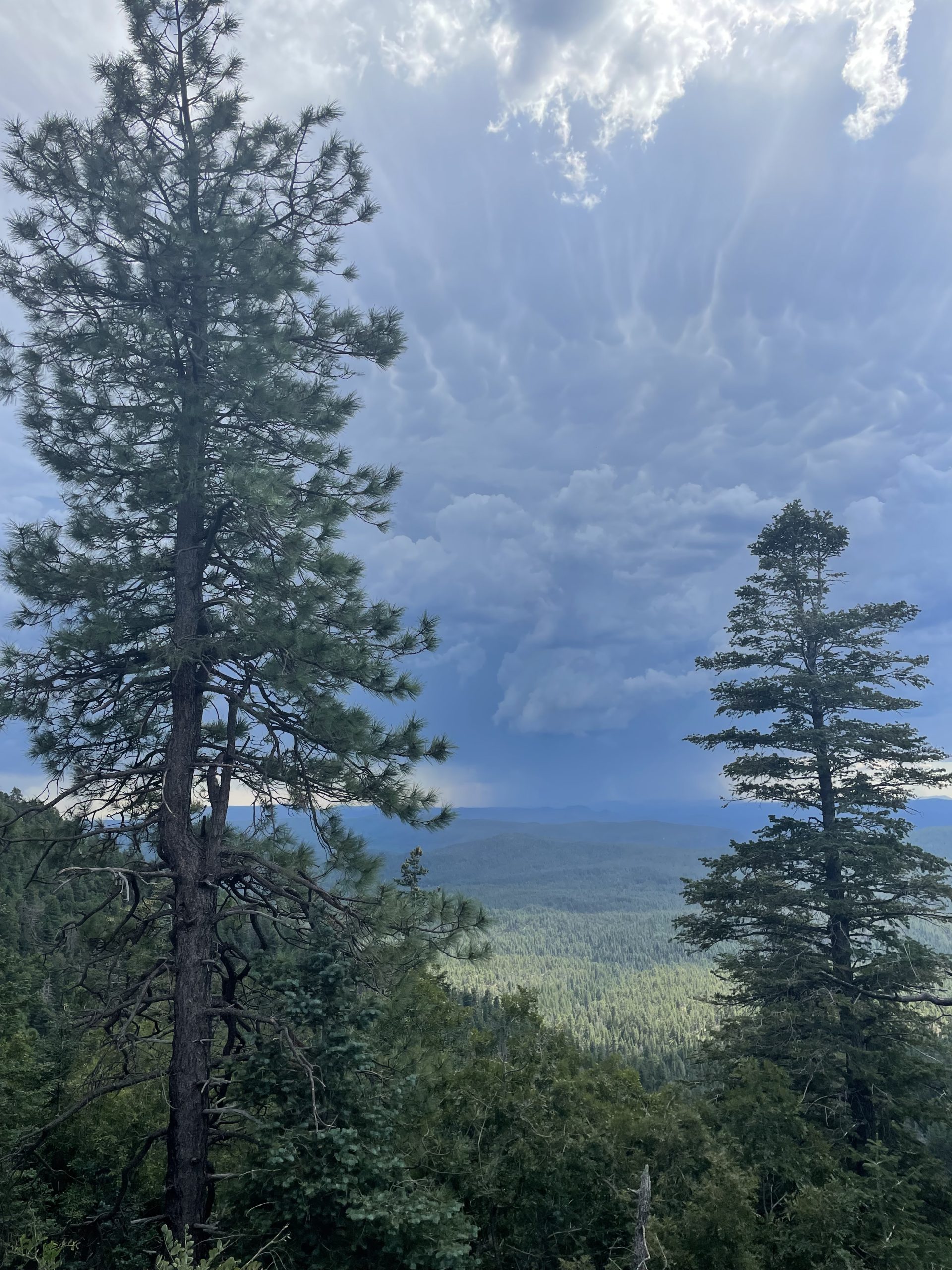 Pine trees frame a distant valley beneath dark clouds and rays of sunlight.
