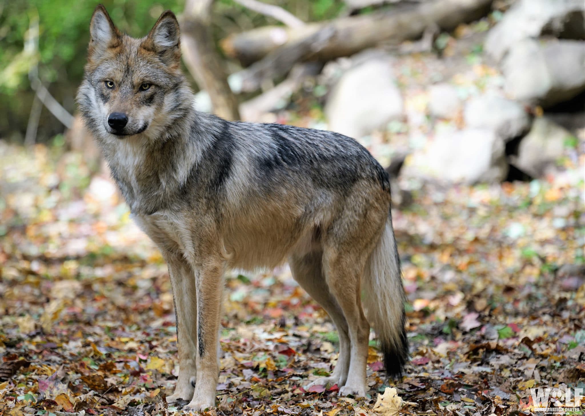 Mexican gray wolf standing among trees and rocks.